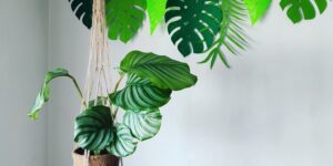 Suspension pour plante bohème en corde de jute